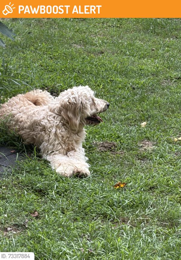 Found/Stray Unknown Dog last seen Old Largo Rd, Greater Upper Marlboro, MD 20774