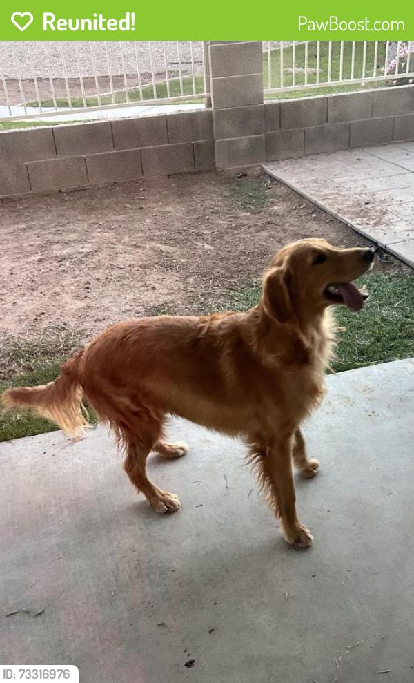Reunited Male Dog last seen E Orchid Ln and N McQueen Rd Chandler, AZ 85225, Chandler, AZ 85225