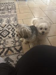 Reunited Female Dog last seen Space center, Houston, TX 77062