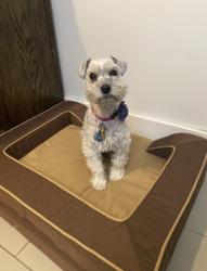 Reunited Female Dog last seen Near Duckwood Court., Hampton Bays, NY 11946