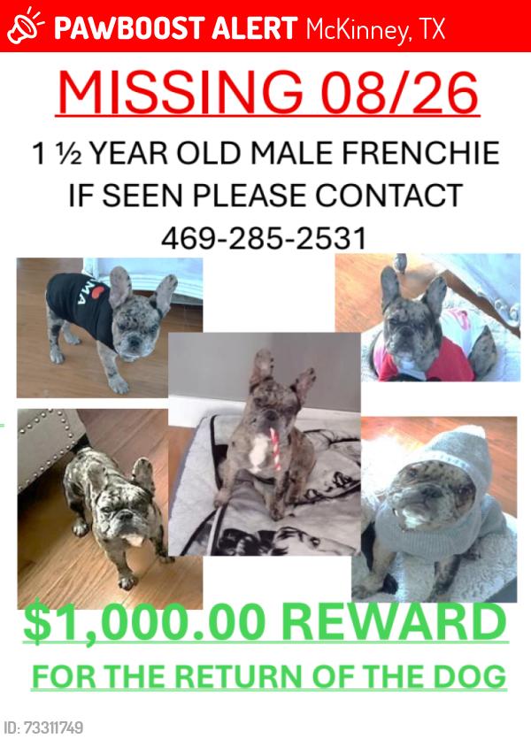 Lost Male Dog last seen Parkview & Rockhill Road, McKinney, TX 75069