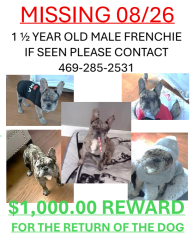 Lost Male Dog last seen Parkview & Rockhill Road, McKinney, TX 75069