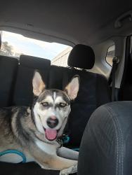 Reunited Female Dog last seen Near Broadway, San Antonio, TX 78209, USA, San Antonio, TX 78209
