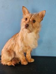 Lost Female Dog last seen Stanford and Avalon, Los Angeles, CA 90001