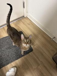 Reunited Female Cat last seen Eton Warner apmts, Los Angeles, CA 91303