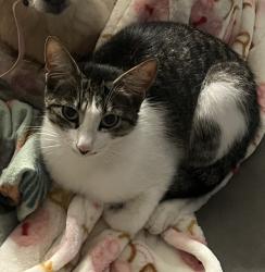 Lost Male Cat last seen Ayla at Castle Hills apmt, San Antonio, TX 78213