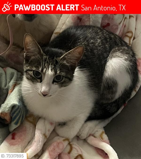 Lost Male Cat last seen Ayla at Castle Hills apmt, San Antonio, TX 78213