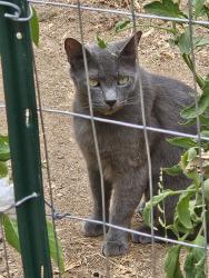 Found/Stray Male Cat last seen Wessmith Way, Madera, CA 93638