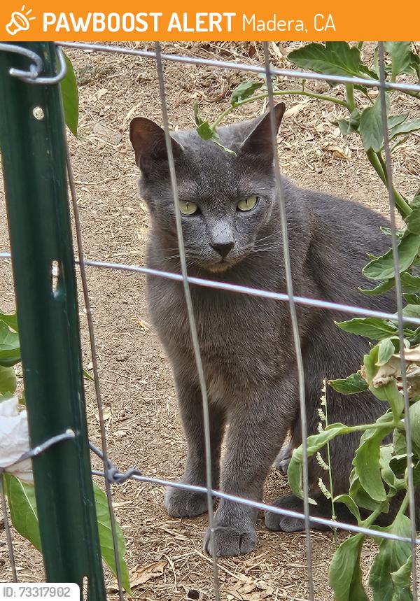 Found/Stray Male Cat last seen Wessmith Way, Madera, CA 93638