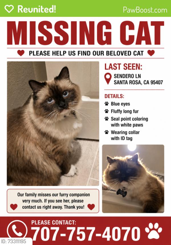 Reunited Male Cat last seen Sebastopol st, Santa Rosa, CA 95407