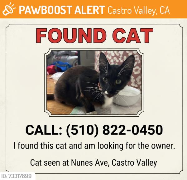 Found/Stray Female Cat last seen Nunes Ave, Castro Valley, Castro Valley, CA 94546