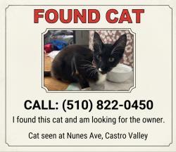 Found/Stray Female Cat last seen Nunes Ave, Castro Valley, Castro Valley, CA 94546