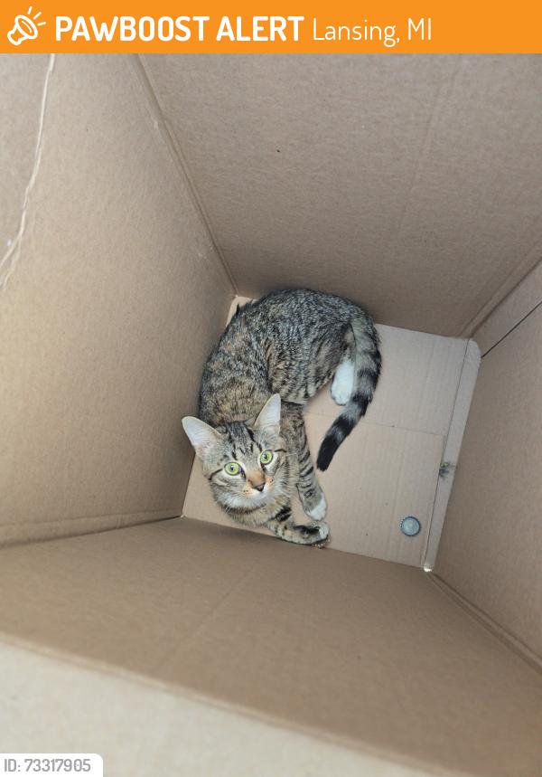 Found/Stray Unknown Cat last seen Mlk Jr Blvd Lansing Michigan, Lansing, MI 48917