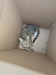 Found/Stray Unknown Cat last seen Mlk Jr Blvd Lansing Michigan, Lansing, MI 48917