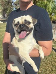 Reunited Male Dog last seen Pio pico, Temecula, CA 92592