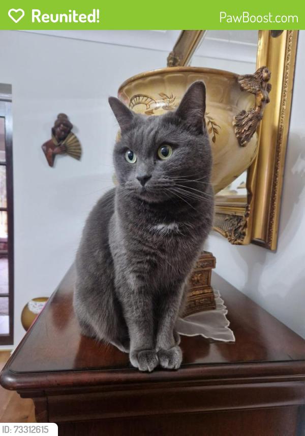 Reunited Male Cat last seen SK8 6AR, Cheadle Hulme, England SK8 6AR