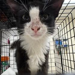 Shelter Stray Female Cat last seen , 361 S Raymond Ave, Pasadena, CA 91105, USA
