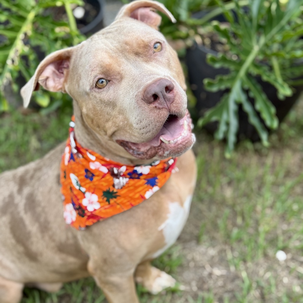 Shelter Stray Male Dog last seen , 8020 Washington St, Port Richey, FL 34668, USA