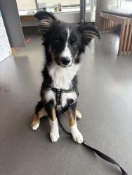 Reunited Female Dog last seen Cambie and 27th, Vancouver, BC V5Z 2G2