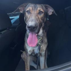 Shelter Stray Male Dog last seen , 2608 Center St, Tacoma, WA 98409, USA