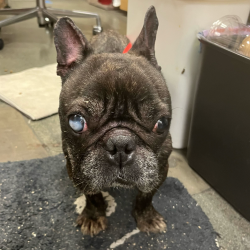 Shelter Stray Female Dog last seen , 3612 11th Ave, Los Angeles, CA 90018, USA