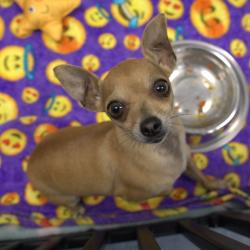 Shelter Stray Female Dog last seen , 12910 Yukon Ave, Hawthorne, CA 90250, USA
