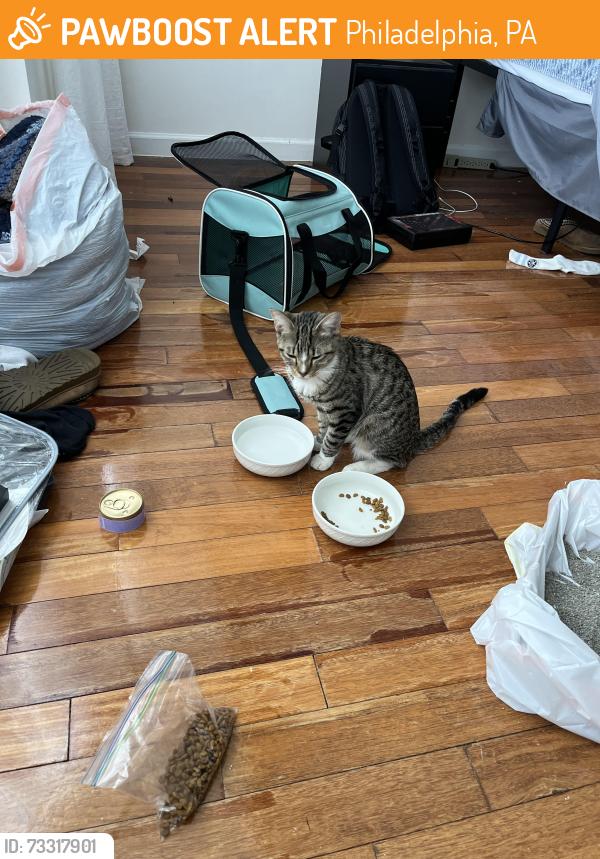 Found/Stray Female Cat last seen Ogden st, Philadelphia, PA 19130