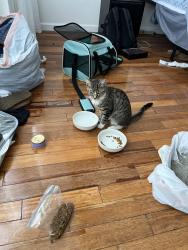 Found/Stray Female Cat last seen Ogden st, Philadelphia, PA 19130