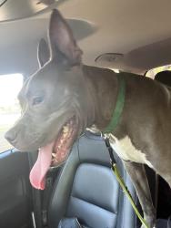 Found/Stray Male Dog last seen Juaquine, Dallas, TX 75228