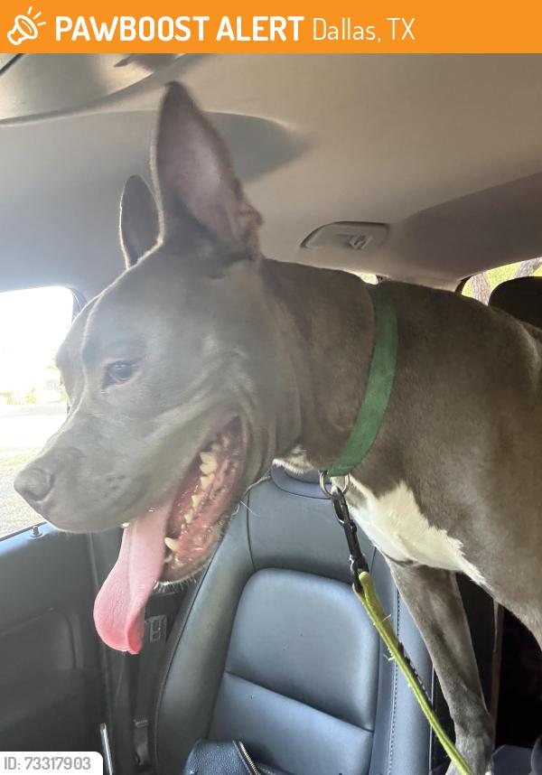Found/Stray Male Dog last seen Juaquine, Dallas, TX 75228