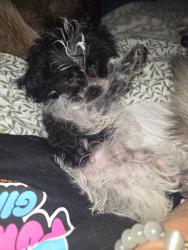 Reunited Female Dog last seen Near NW 30th Ave, Miami, FL 33125, USA, Miami, FL 33125