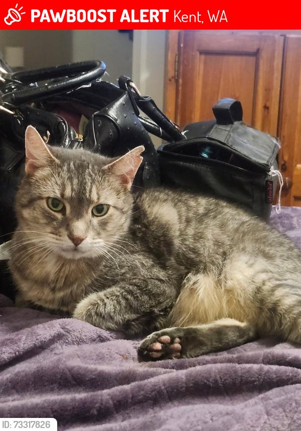 Lost Male Cat last seen Near 259th st, Kent, WA 98030