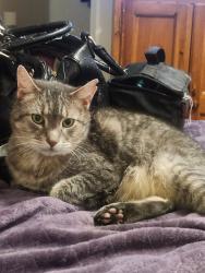 Lost Male Cat last seen Near 259th st, Kent, WA 98030