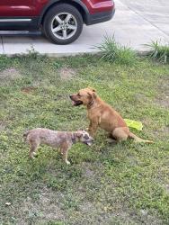Found/Stray Unknown Dog last seen Alma dr, San Antonio, TX 78222