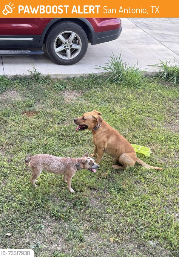 Found/Stray Unknown Dog last seen Alma dr, San Antonio, TX 78222