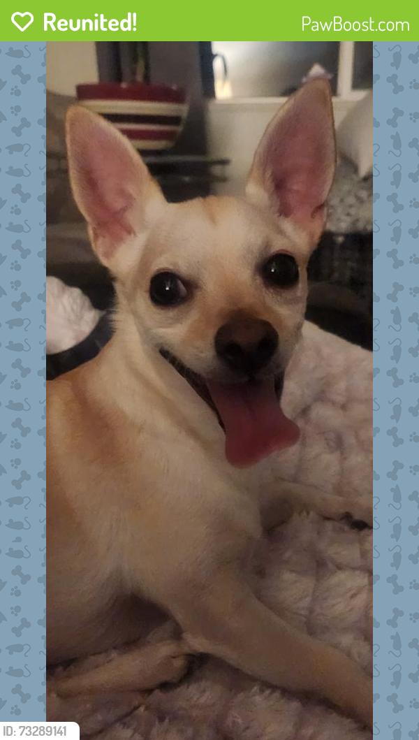 Reunited Male Dog last seen Lincoln and River, Corona, CA 92878
