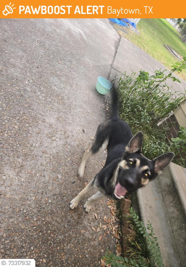 Found/Stray Female Dog last seen Merrell St, Baytown, TX 77520