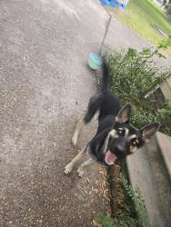 Found/Stray Female Dog last seen Merrell St, Baytown, TX 77520