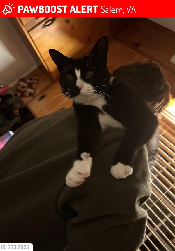 Lost Female Cat last seen sunset avenue, Salem, VA 24153