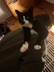 Lost Female Cat last seen sunset avenue, Salem, VA 24153