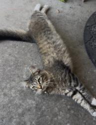 Reunited Male Cat last seen South shore, League City, TX 77573