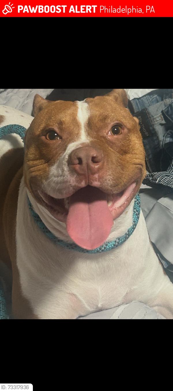 Lost Male Dog last seen Near Maxwell st, Philadelphia, PA 19152