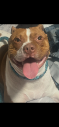 Lost Male Dog last seen Near Maxwell st, Philadelphia, PA 19152