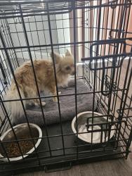 Found/Stray Male Dog last seen Silica Drive and Third Street, Victorville, CA 92307