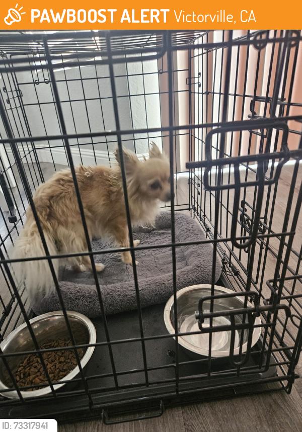 Found/Stray Male Dog last seen Silica Drive and Third Street, Victorville, CA 92307