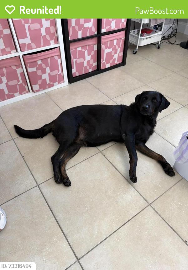 Reunited Female Dog last seen San Tropez apmts, Pembroke Pines, FL 33023