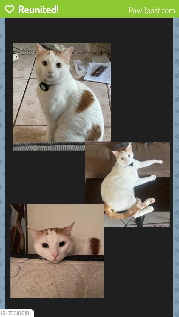 Reunited Male Cat last seen S Riverside & E Randall, Rialto, CA 92376