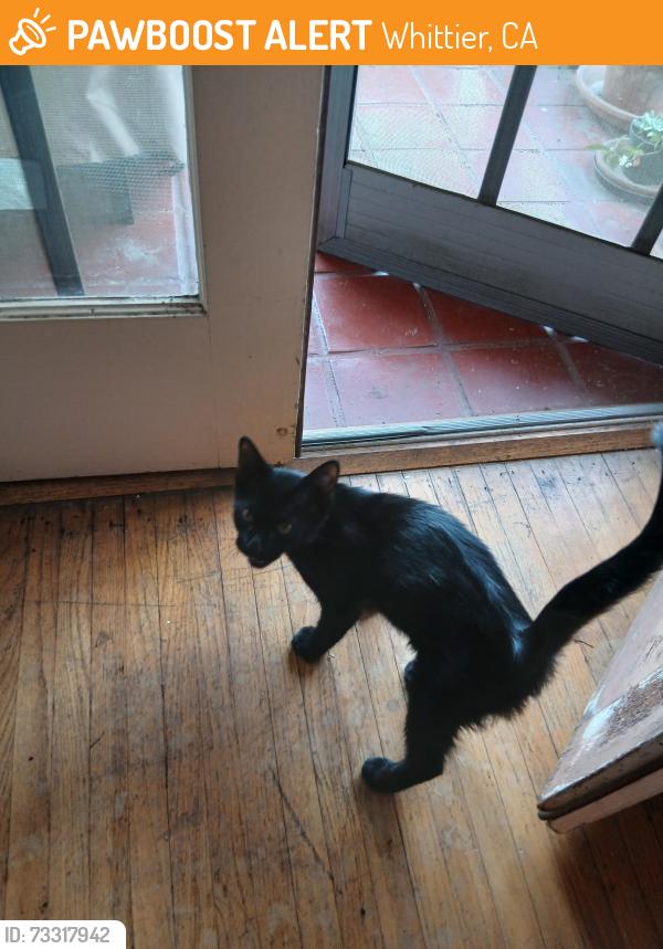 Found/Stray Unknown Cat last seen Orange ave, Whittier, CA 90602