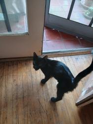 Found/Stray Unknown Cat last seen Orange ave, Whittier, CA 90602