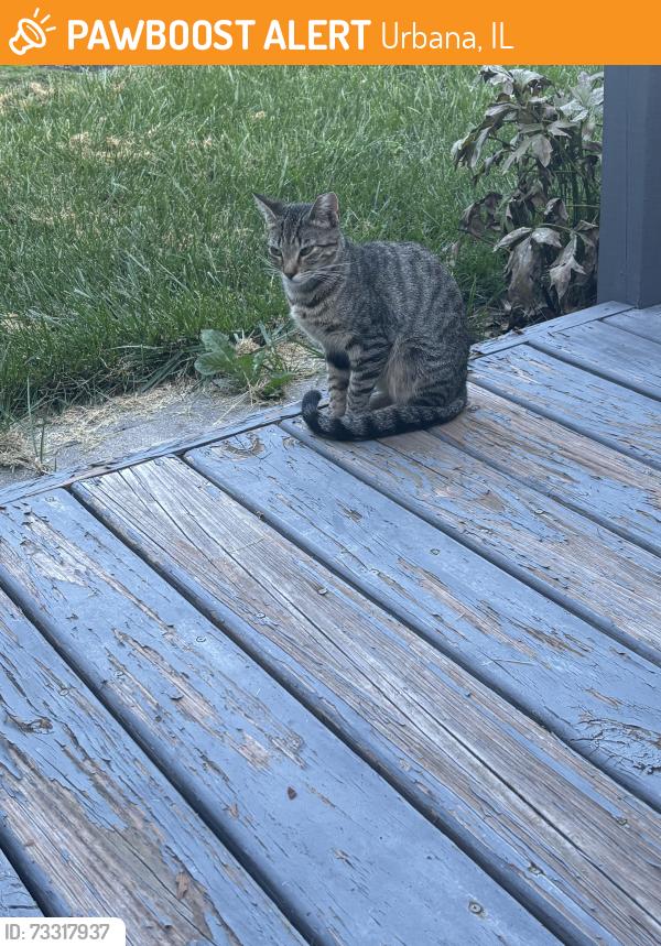 Found/Stray Unknown Cat last seen Scovill St and Scovill Cir, Urbana, IL 61801